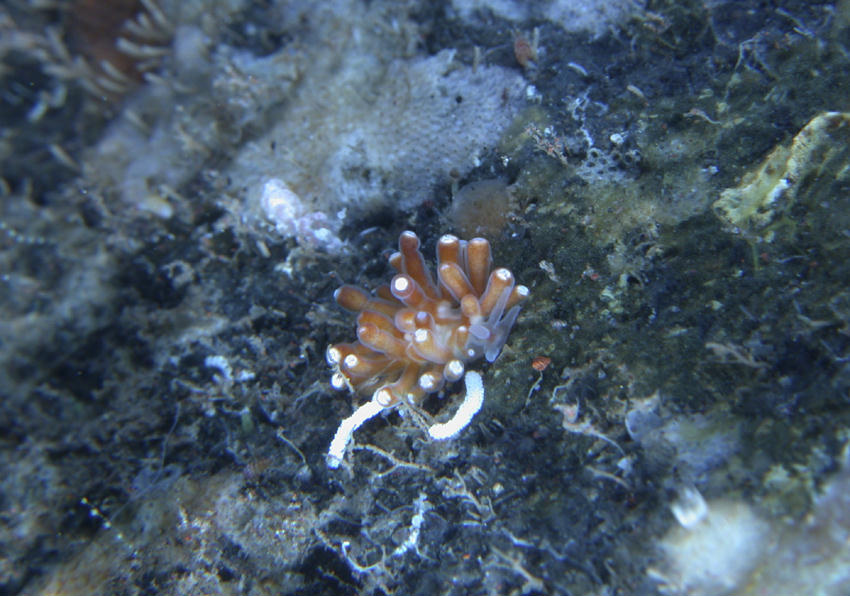 Phyllodesmium spK